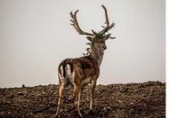 Foto: Stefan Hübner.