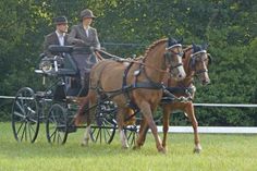 Julika Bauer siegte in der Dressurprüfung der Pony-Zweispänner mit dem Gespann Hazel und Talentino.