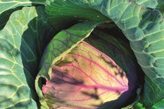 Ab April/Mai beginnen viele Insekten mit der Eiablage. Junge Pflanzen sind dann besonders gefährdet.