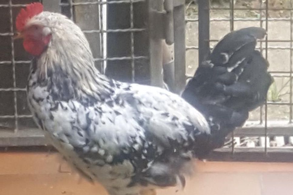 Dieser stolze Hahn wurde in Sierksdorf gefunden.