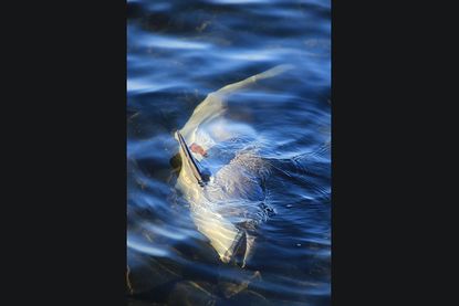 Toter Schweinswal am Priwallufer angespült
