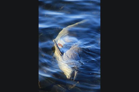 Toter Schweinswal am Priwallufer angespült