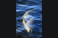 Toter Schweinswal am Priwallufer angespült