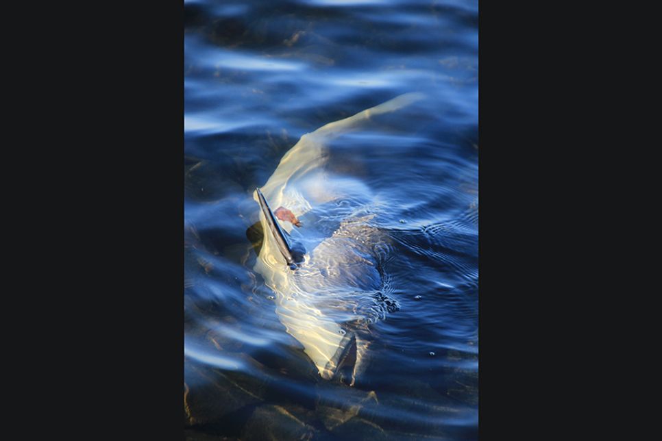 Toter Schweinswal am Priwallufer angespült