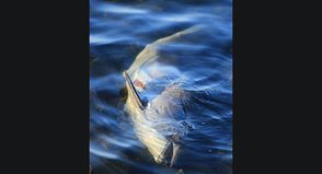 Toter Schweinswal am Priwallufer angespült