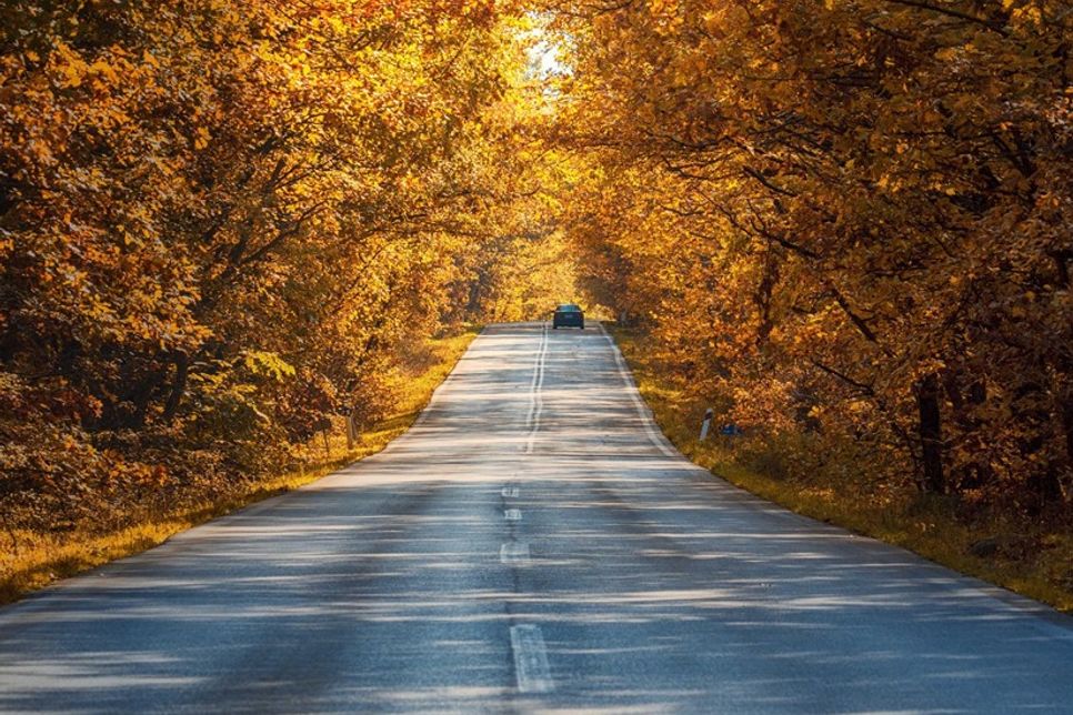 Im Herbst können sich die Straßenverhältnisse innerhalb kurzer Zeit verändern. Nebel, Nässe und feuchtes Laub können die Sicht und die Haftung der Reifen beeinträchtigen. Hinzu kommt die erhöhte Gefahr von Wildwechsel.