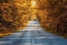 Im Herbst können sich die Straßenverhältnisse innerhalb kurzer Zeit verändern. Nebel, Nässe und feuchtes Laub können die Sicht und die Haftung der Reifen beeinträchtigen. Hinzu kommt die erhöhte Gefahr von Wildwechsel.