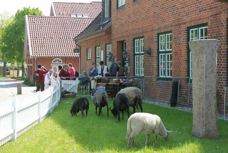Nachhaltigkeit hautnah erleben: Schafe auf der Wiese am Dorfmuseum.
