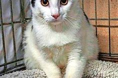 Dieser etwa zwei bis drei Jahre alte schwarz-weiße Kater ist verschmust, kastriert, gechipt und sucht ein ganz liebevolles Zuhause. Bei Interesse bitte mit der Tierhilfe Ostholstein unter Tel. 04561/16267 in Verbindung setzen. (red)