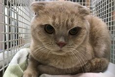 Fundkater wartet auf Abholung im Tierheim Eutin.