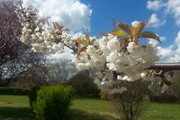 Herrliche Frühlingsboten: Horst Junghans schickte uns diese Aufnahme von der Kirschblüte in Neustadt.