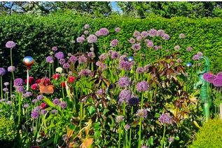 Allium (Zierlauch)