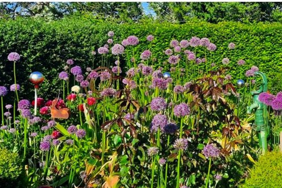 Allium (Zierlauch)
