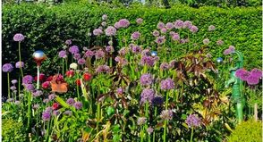 Allium (Zierlauch)