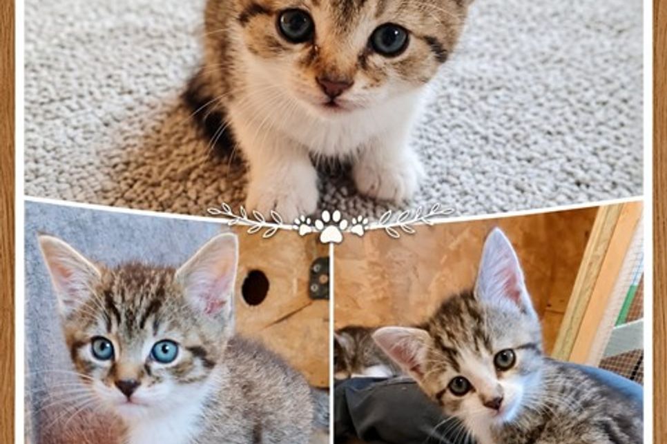 Lotti, Louis und Luna zeigen sich interessiert, zutraulich und freuen sich über die Aufmerksamkeit ihrer Menschen.