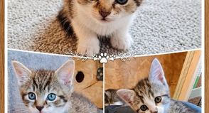 Lotti, Louis und Luna zeigen sich interessiert, zutraulich und freuen sich über die Aufmerksamkeit ihrer Menschen.