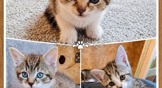 Lotti, Louis und Luna zeigen sich interessiert, zutraulich und freuen sich über die Aufmerksamkeit ihrer Menschen.