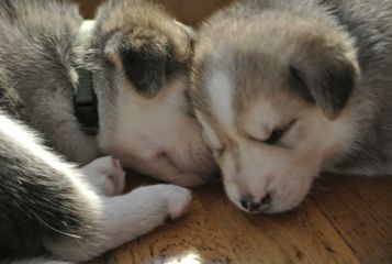 Husky-Mischling-Welpen: u
