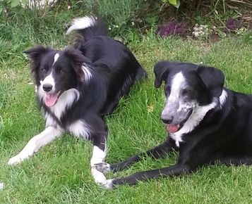 TIERFUTTER KREMPERORT- Ve