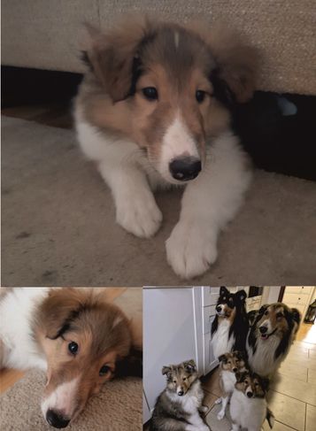 Eine kleine Colliedame su