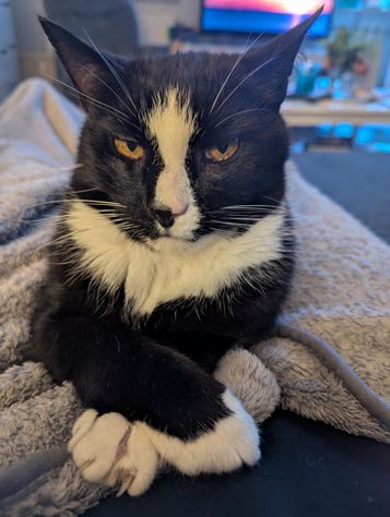 Kater vermisst, schwarz, 