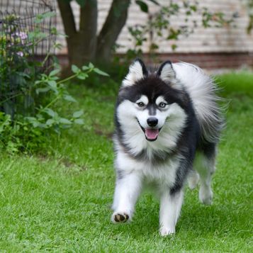 Merlin sucht ein neues Zu