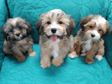 Havaneserwelp. 11 Wo., ni