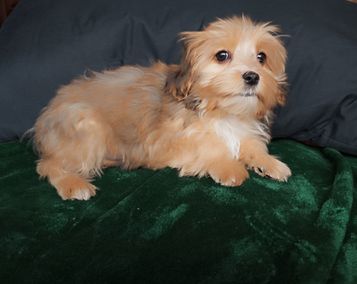 Havaneserwelpen, 4 Monate