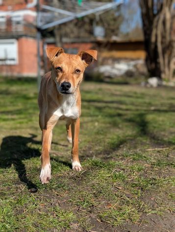 Salvia aus dem ital. Tier